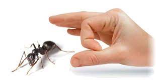 Ants Pest Control Services in Bangalore