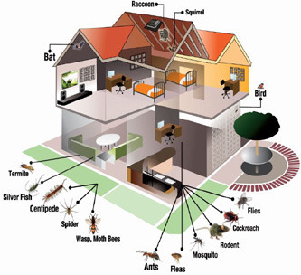 Home Pest Control Services in Bangalore