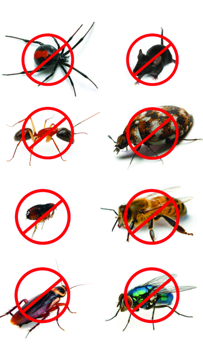 Pest Control Service in Bangalore