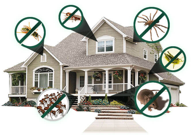 Residential Pest Control Services in Bangalore