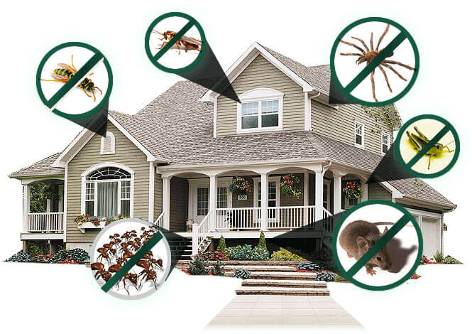 Residential Pest Control Services in Hinjewadi