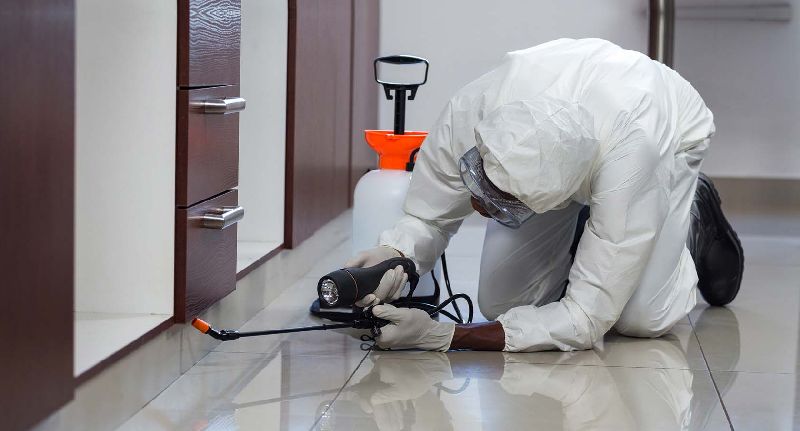 Termites Pest Control Services in Bangalore